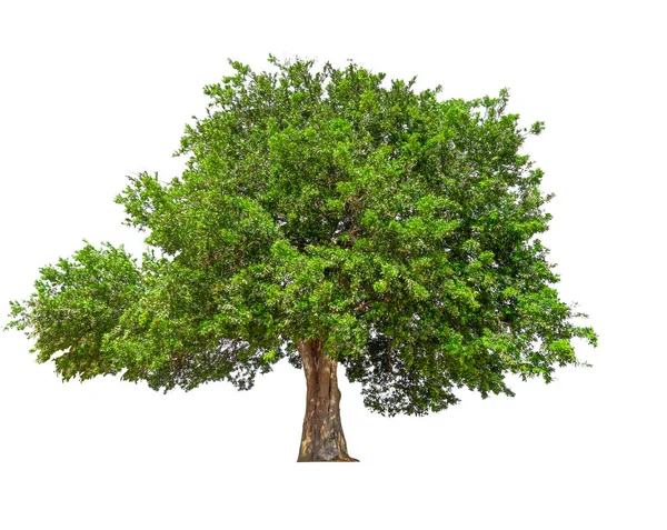 Isolierter Baum Auf Weißem Hintergrund Mit Schnittpfad — Stockfoto