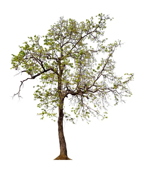 Απομονωμένο Δέντρο Λευκό Φόντο Μονοπάτι Αποκοπής — Φωτογραφία Αρχείου