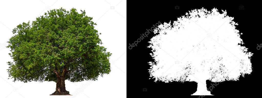 isolated tree on white background with clipping path and alpha channel 