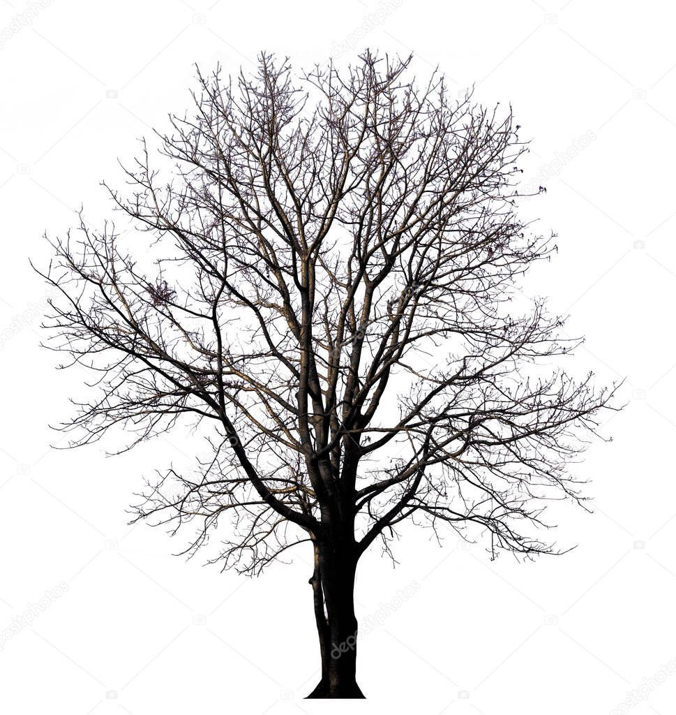isolated tree witout leave on white background with clipping path