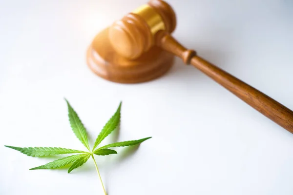 Gabel Richter mit Cannabisblattpflanze auf weißem Hintergrund, Gesetz des Cannabis-Konzepts — Stockbild Gabel Richter Mit Cannabisblattpflanze Auf Weißem Hintergrund Gesetz Des Cannabis — Stockfoto