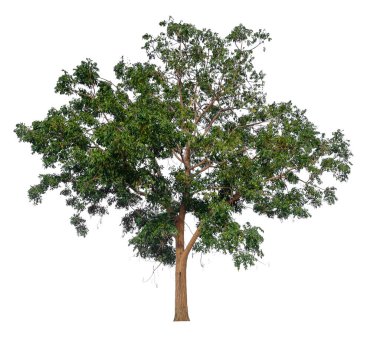 kırpma yolu ile beyaz arkaplan üzerinde izole ağaç