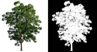 kırpma yolu ve alfa kanalı olan beyaz arkaplanda izole edilmiş ağaç