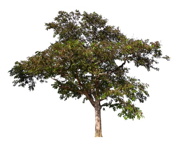 Isolierter Baum Auf Weißem Hintergrund Mit Schnittpfad — Stockfoto