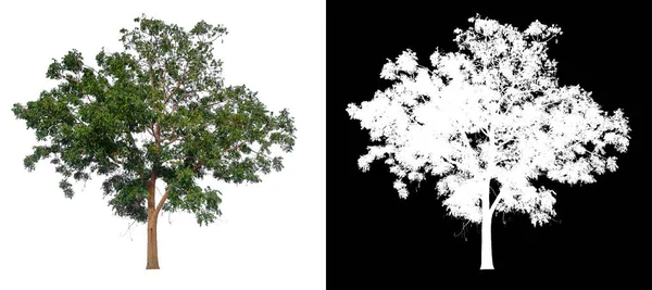 Изолированное Дерево Белом Фоне Каналом Отсечения Альфа Каналом — стоковое фото