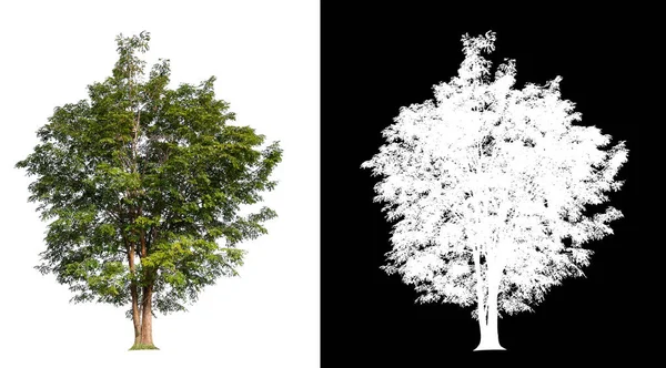 Isolierter Baum Auf Weißem Hintergrund Mit Clipping Pfad Und Alphakanal — Stockfoto