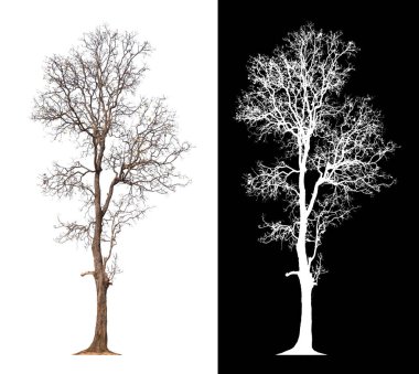Beyaz arkaplanda yaprağı olmayan izole edilmiş ağaç kırpma yolu ve alfa kanalı 