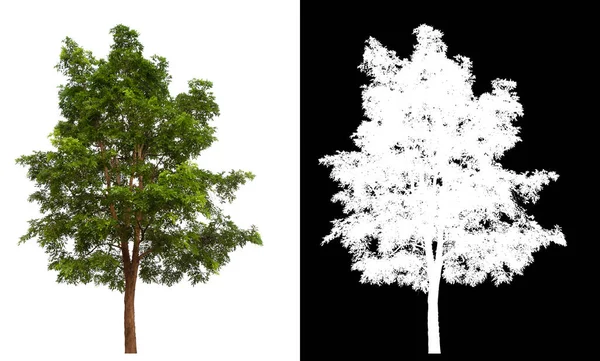 Isolierter Baum Auf Weißem Hintergrund Mit Clipping Pfad Und Alphakanal — Stockfoto