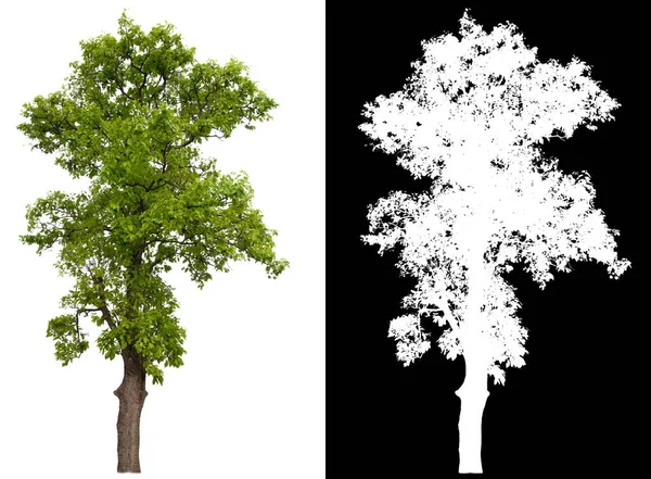 Isolierter Baum Auf Weißem Hintergrund Mit Clipping Pfad Und Alphakanal — Stockfoto