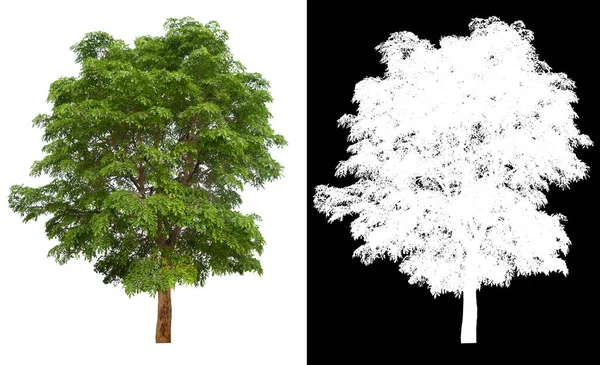 Albero Isolato Sfondo Bianco Con Percorso Ritaglio Canale Alfa — Foto Stock