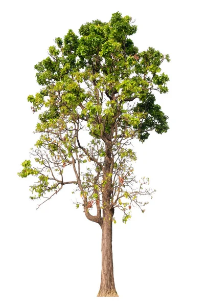 Albero Isolato Sfondo Bianco — Foto Stock