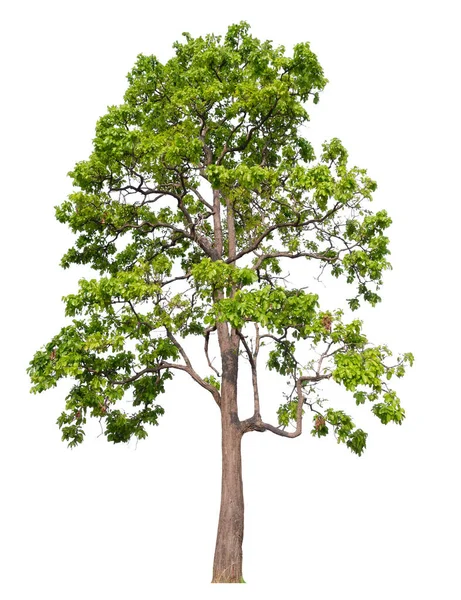 Albero Isolato Sfondo Bianco — Foto Stock