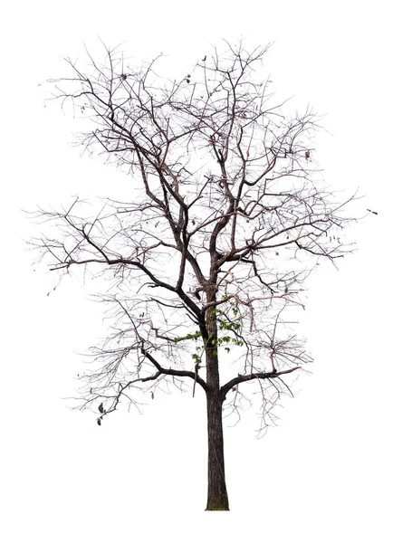 Izolowane Drzewo Białym Tle Ścieżką Wycinania — Zdjęcie stockowe