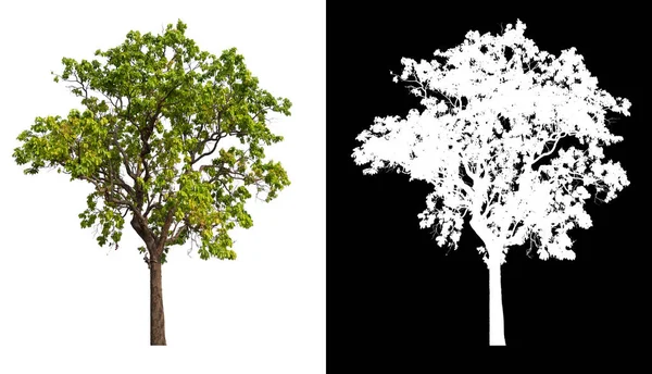 Isolierter Baum Auf Weißem Hintergrund Mit Clipping Pfad Und Alphakanal — Stockfoto