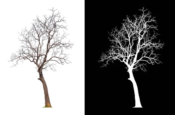 Arbre Isolé Sans Feuille Sur Fond Blanc Avec Chemin Coupe — Photo