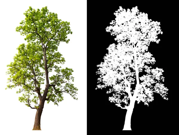 具有裁剪路径和Alpha通道的白色背景隔离树 — 图库照片