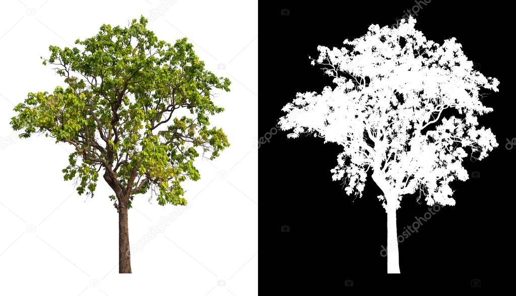 isolated tree on white background with clipping path and alpha channel