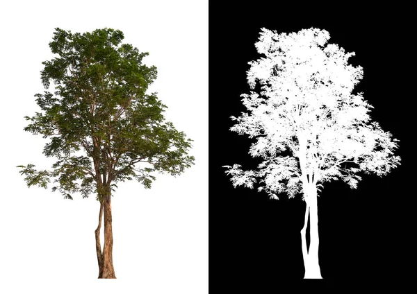 Isolierter Einzelner Baum Auf Weißem Hintergrund Mit Clipping Pfad Und — Stockfoto