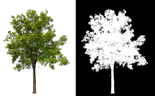 Isolierter Einzelner Baum Auf Weißem Hintergrund Mit Clipping Pfad Und — Stockfoto