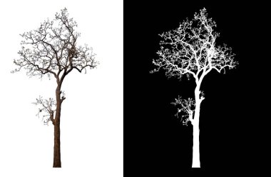 Klipsleme yolu ve alfa kanalı ile beyaz arkaplanda yapraksız izole ağaç 