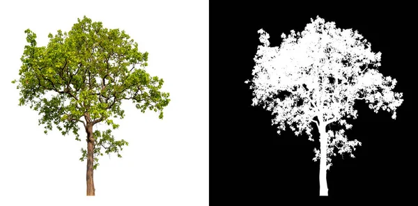 Изолированное Единственное Дерево Белом Фоне Клиппингом Альфа Каналом — стоковое фото