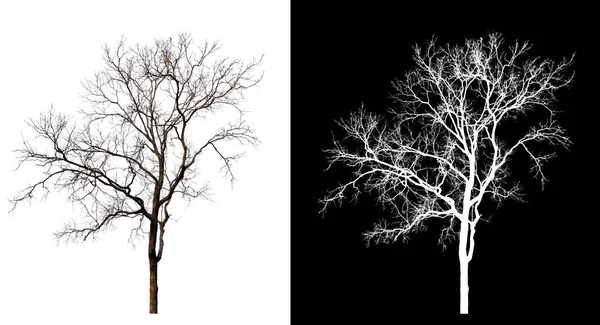 Απομονωμένο Δέντρο Χωρίς Φύλλα Λευκό Φόντο Μονοπάτι Αποκοπής Και Κανάλι — Φωτογραφία Αρχείου