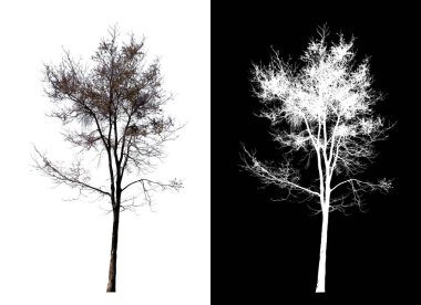 kırpma yolu ve alfa kanalı olan beyaz arkaplanda izole edilmiş tek bir ağaç 