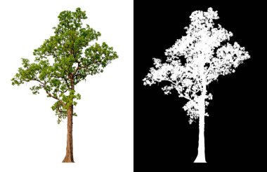 kırpma yolu ve alfa kanalı olan beyaz arkaplanda izole edilmiş tek bir ağaç 