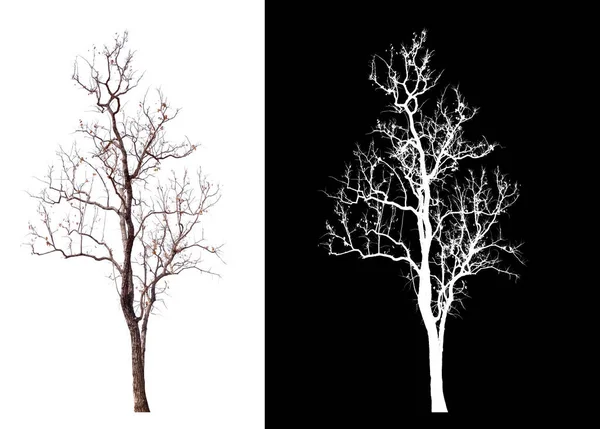 Απομονωμένο Ενιαίο Δέντρο Λευκό Φόντο Μονοπάτι Απόληξης Και Κανάλι Άλφα — Φωτογραφία Αρχείου