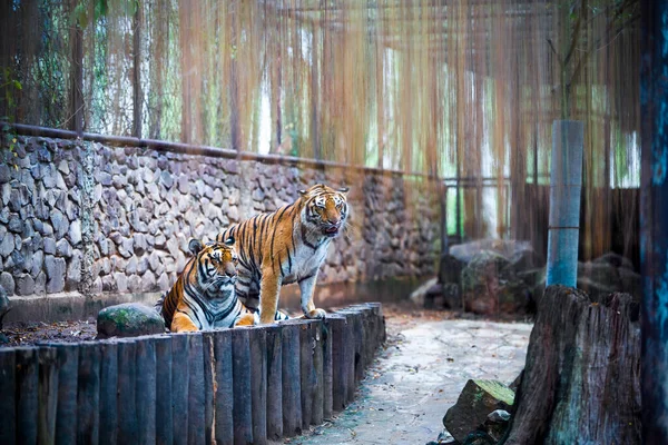 Dos Tigres Zoológico Grandes Tigres — Foto de Stock