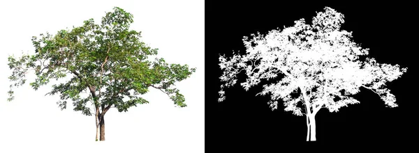 具有剪切路径和Alpha通道的白色背景上的孤立单树 — 图库照片
