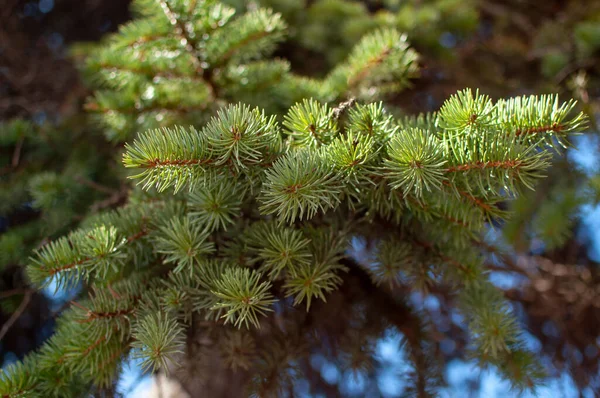 A close-up of a fluffy branch of spruce on a blurous background. — Stock Photo, Image
