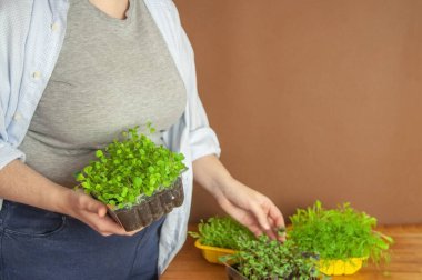 Evde yeşillik yetişiyor. Küçük roka, fesleğen, plastik kapta dereotu.