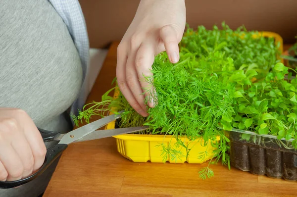 Growing greenery at home. Small arugula, basil, dill in a plastic pot. Stock Image