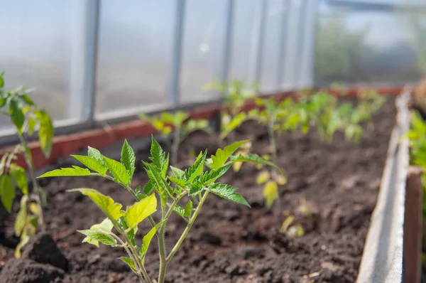 Tomato seedlings in a greenhouse. Close-up, selective focus, blurred background Stock Photo