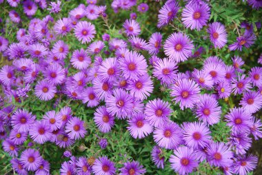 Mor çiçekler. Birçok tür ve çeşitli asterlar vardır..  