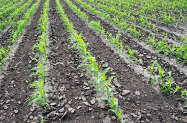 Tarımsal işlemden sonra sıra sıra taze yeşil mısır bitkileri. Tarlada mısır fidanı.