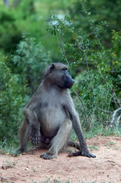 Chacma Baboon Zuid Afrika — Stockfoto