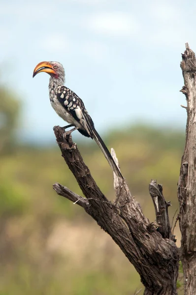 Zoborožec Pták Krugerův Národní Park Jihoafrická Republika — Stock fotografie