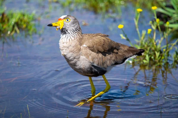 Wattled Plover Lapwing Photographed Wild Νότια Αφρική — Φωτογραφία Αρχείου