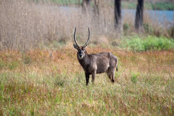 Waterbuck South African Plains — Stock Photo, Image