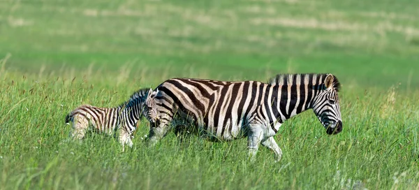 Mother Baby Zebras African Fields Summertime Stock Picture