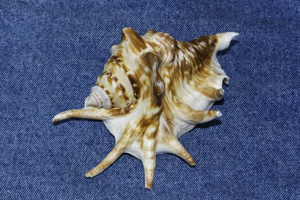 Морская Раковина Изолированная Джинсовом Материале — стоковое фото