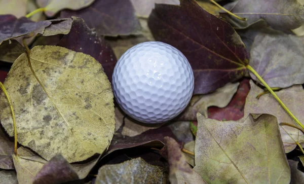 Una Pelota Golf Blanca Hojas Otoño —  Fotos de Stock