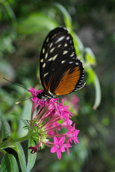 Una mariposa comiendo — Foto de Stock