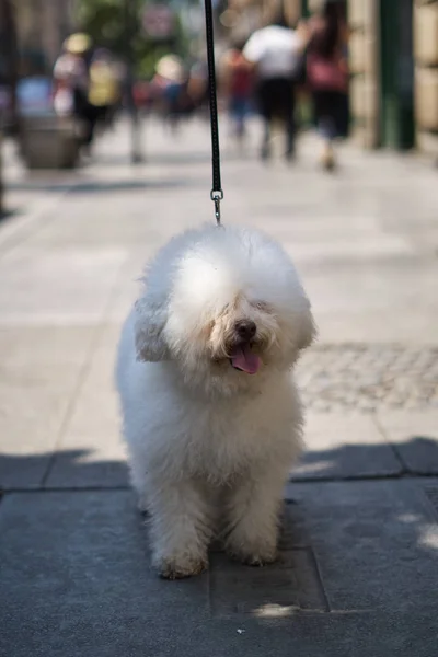 Un perro en el centro — Foto de Stock