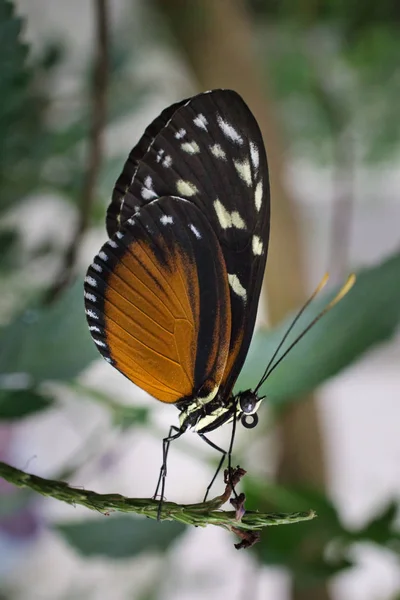 Primer plano de una hermosa mariposa 03 — Foto de Stock