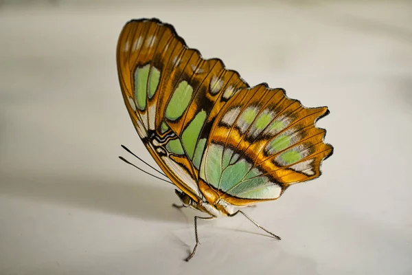 Primer plano de una hermosa mariposa 02 — Foto de Stock