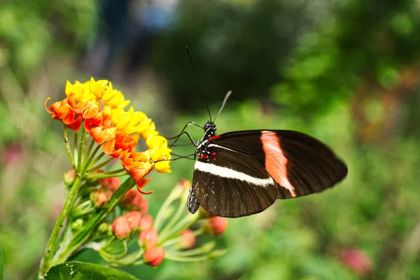 Primer plano de una hermosa mariposa 06 — Foto de Stock