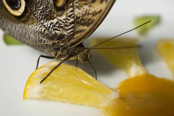 Primer plano de una hermosa mariposa 07 — Foto de Stock